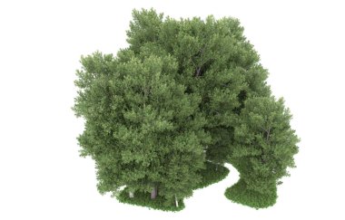 Realistic forest isolated on white background. 3d rendering - illustration