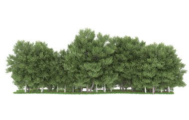 Realistic forest isolated on white background. 3d rendering - illustration