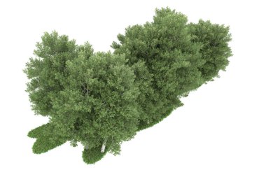 Realistic forest isolated on white background. 3d rendering - illustration