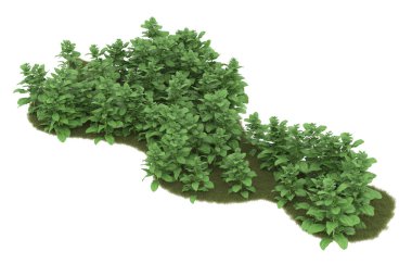 Field of grass isolated on white background. 3d rendering - illustration