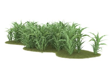 Field of grass isolated on white background. 3d rendering - illustration