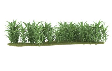 Field of grass isolated on white background. 3d rendering - illustration