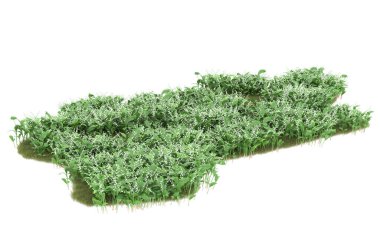Field of grass isolated on white background. 3d rendering - illustration