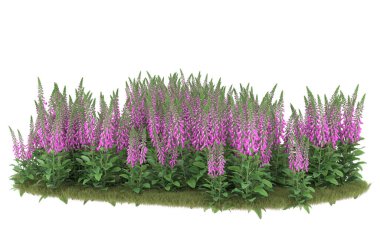 Field of grass isolated on white background. 3d rendering - illustration