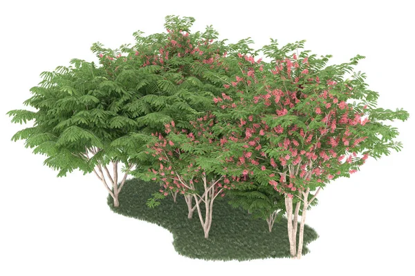 Realistic forest isolated on white background. 3d rendering - illustration