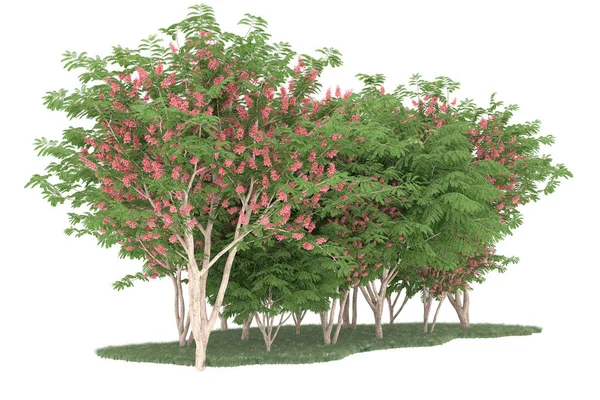 Realistic forest isolated on white background. 3d rendering - illustration