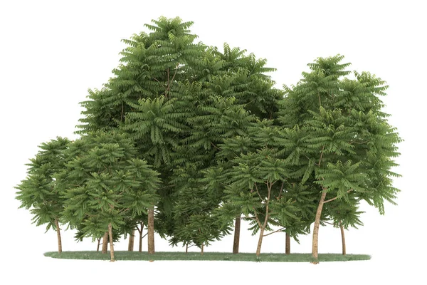Realistic forest isolated on white background. 3d rendering - illustration