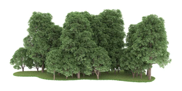 Realistic forest isolated on white background. 3d rendering - illustration