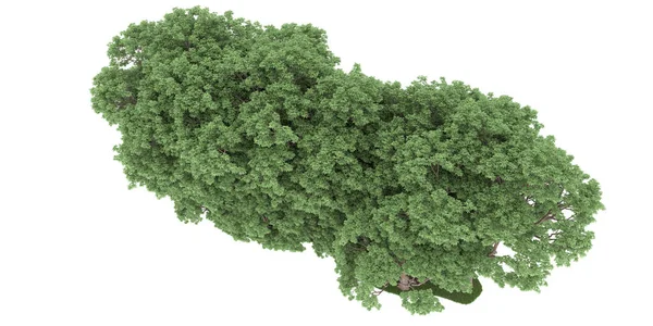 Realistic forest isolated on white background. 3d rendering - illustration