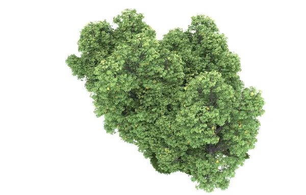 Realistic forest isolated on white background. 3d rendering - illustration