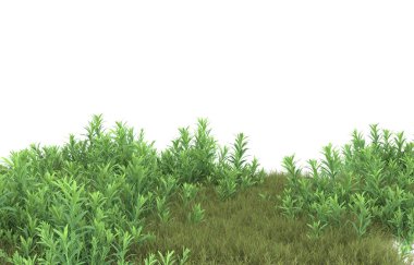 Field of grass isolated on white background. 3d rendering - illustration
