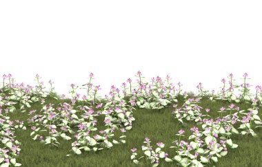 Field of grass isolated on white background. 3d rendering - illustration