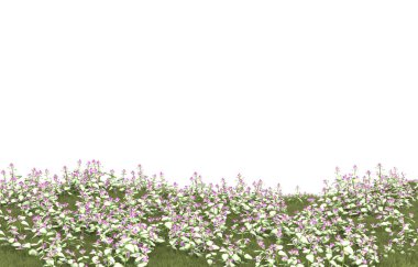 Field of grass isolated on white background. 3d rendering - illustration