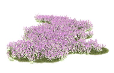 Field of grass isolated on white background. 3d rendering - illustration