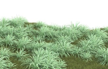 Field of grass isolated on white background. 3d rendering - illustration