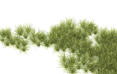 Field of grass isolated on white background. 3d rendering - illustration