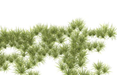 Field of grass isolated on white background. 3d rendering - illustration