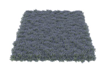 Field of grass isolated on white background. 3d rendering - illustration