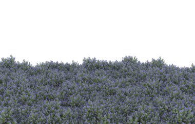 Field of grass isolated on white background. 3d rendering - illustration