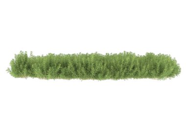 Field of grass isolated on white background. 3d rendering - illustration