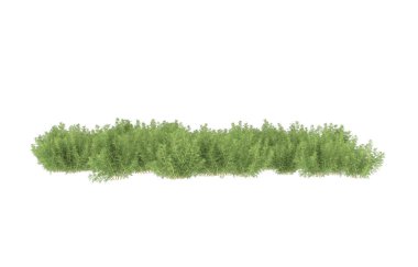Field of grass isolated on white background. 3d rendering - illustration