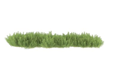 Field of grass isolated on white background. 3d rendering - illustration