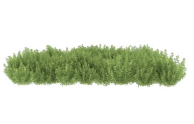 Field of grass isolated on white background. 3d rendering - illustration