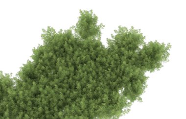 Field of grass isolated on white background. 3d rendering - illustration