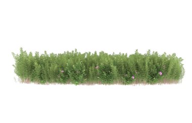 Field of grass isolated on white background. 3d rendering - illustration