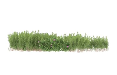 Field of grass isolated on white background. 3d rendering - illustration