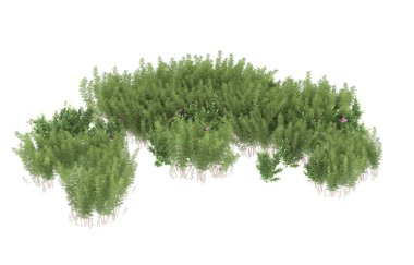 Field of grass isolated on white background. 3d rendering - illustration