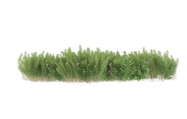 Field of grass isolated on white background. 3d rendering - illustration