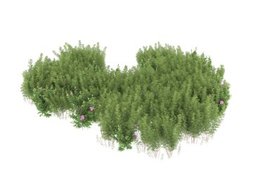 Field of grass isolated on white background. 3d rendering - illustration