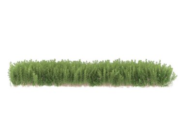 Field of grass isolated on white background. 3d rendering - illustration