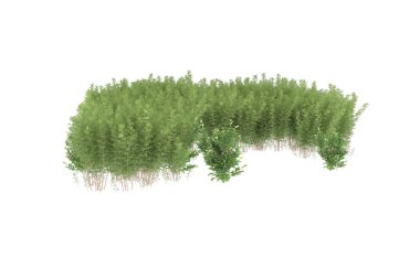 Field of grass isolated on white background. 3d rendering - illustration