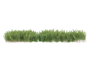 Field of grass isolated on white background. 3d rendering - illustration