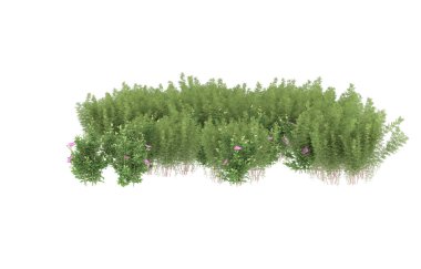 Field of grass isolated on white background. 3d rendering - illustration