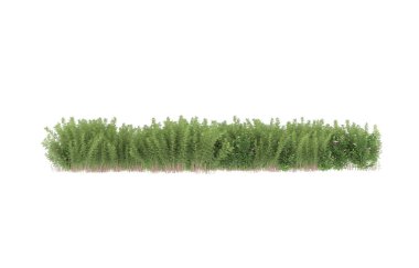 Field of grass isolated on white background. 3d rendering - illustration
