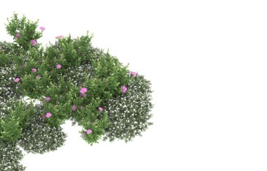 Field of grass isolated on white background. 3d rendering - illustration