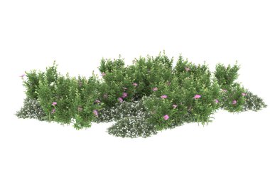 Field of grass isolated on white background. 3d rendering - illustration