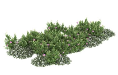 Field of grass isolated on white background. 3d rendering - illustration