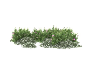 Field of grass isolated on white background. 3d rendering - illustration