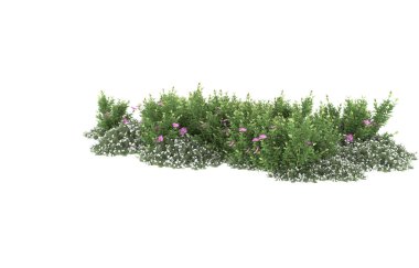 Field of grass isolated on white background. 3d rendering - illustration