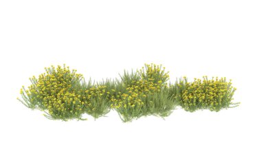Field of grass isolated on white background. 3d rendering - illustration
