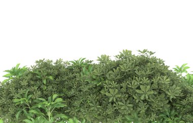 Field of grass isolated on white background. 3d rendering - illustration