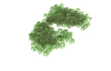 Field of grass isolated on white background. 3d rendering - illustration