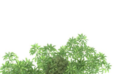 Field of grass isolated on white background. 3d rendering - illustration