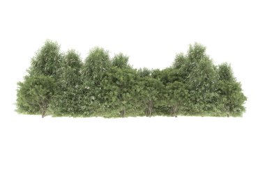 Field of grass isolated on white background. 3d rendering - illustration
