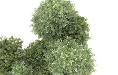 Field of grass isolated on white background. 3d rendering - illustration