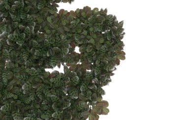 Field of grass isolated on white background. 3d rendering - illustration